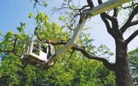Sarasota Elite Tree Service image 3